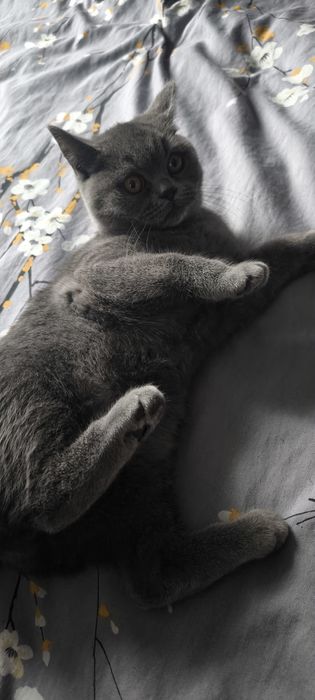 Британска късокосместа женска