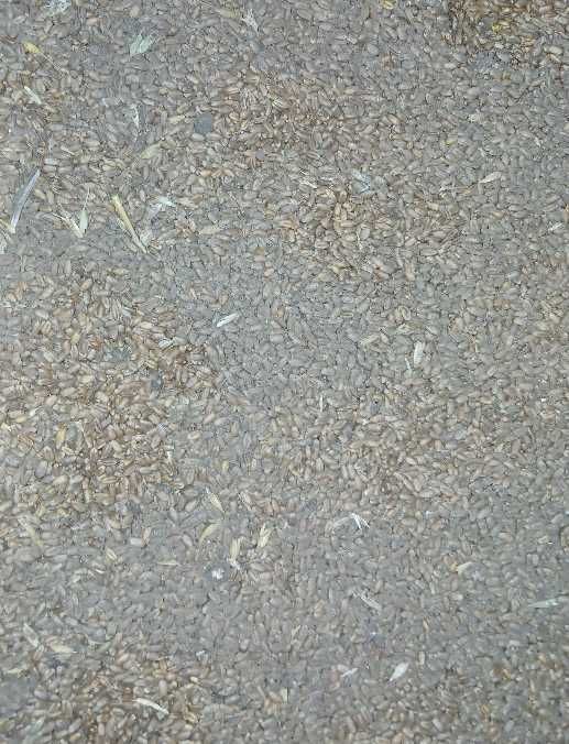 Семена пшеницы мягкая, в количестве 365,5 тонн