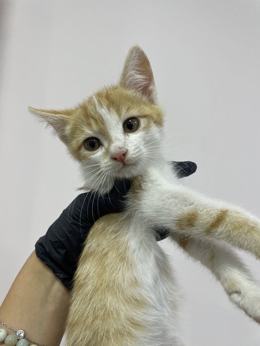 Котенок в добрые руки