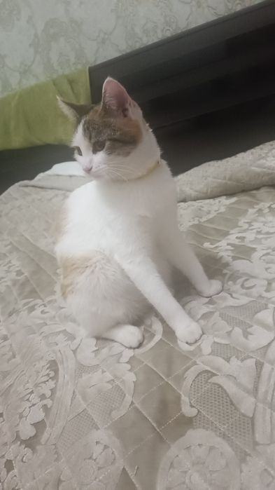 Кошечка 1 годик 6 мес