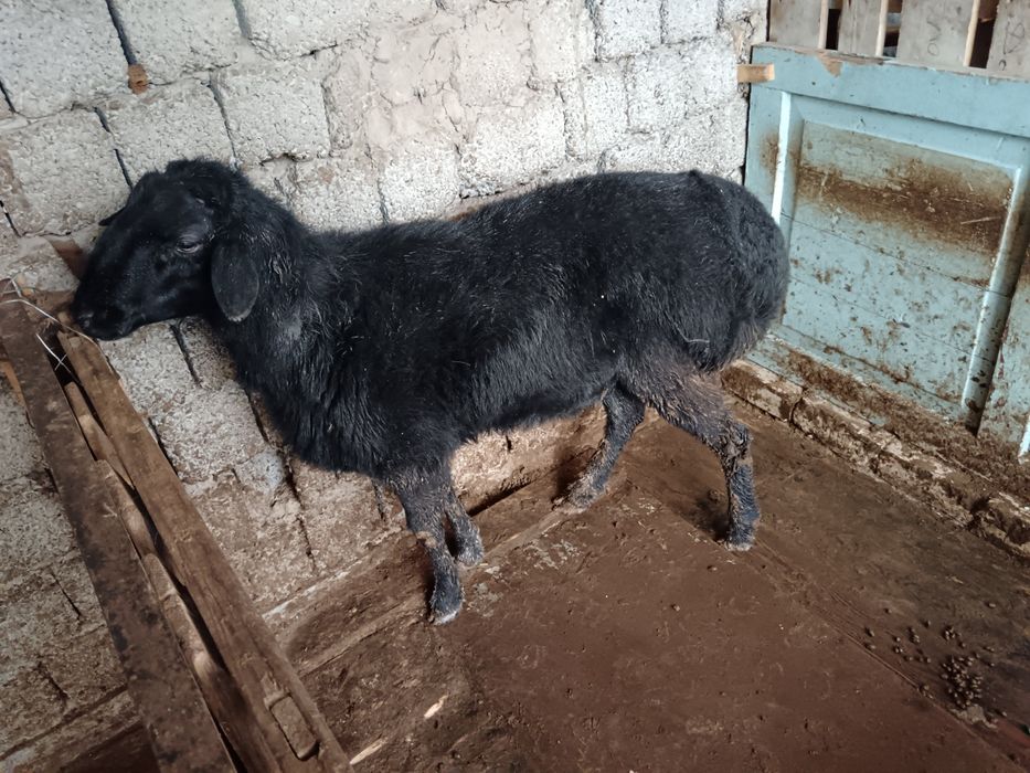 Животные только на кукурузах от кормленна больше чёрного мясо