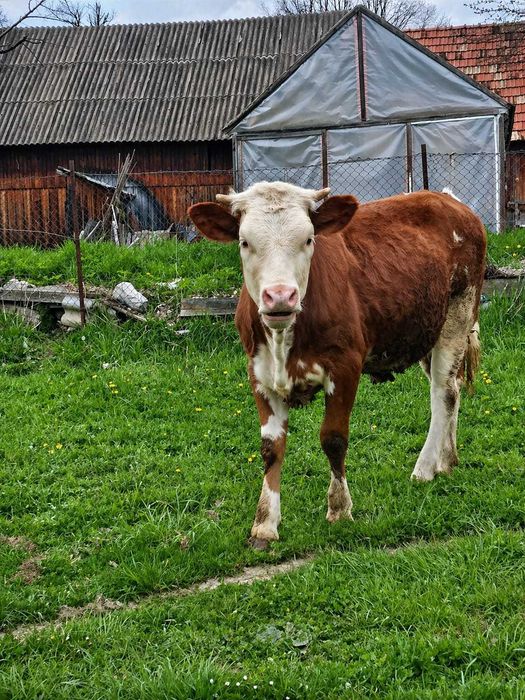 De vanzare junică