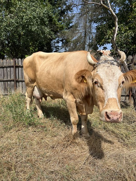 Vand vaca buna de lapte