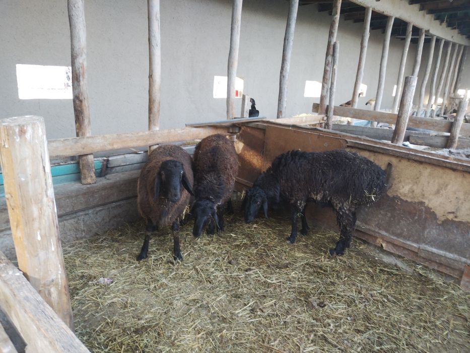 Qochqor barra 3 dona zoti qazoq