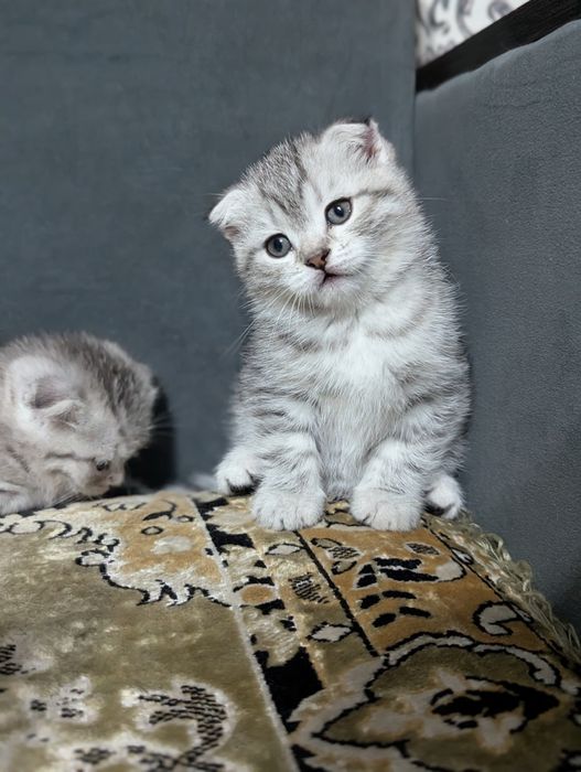 Шотландские Вислоухие Котята