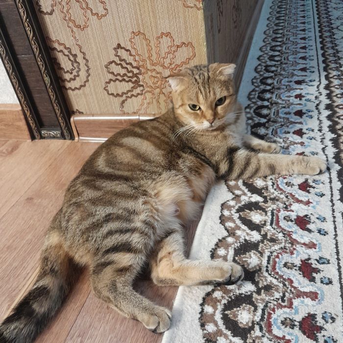 Котята шотланки мальчики