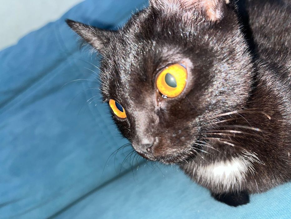 Кошка,мысық,мырғау