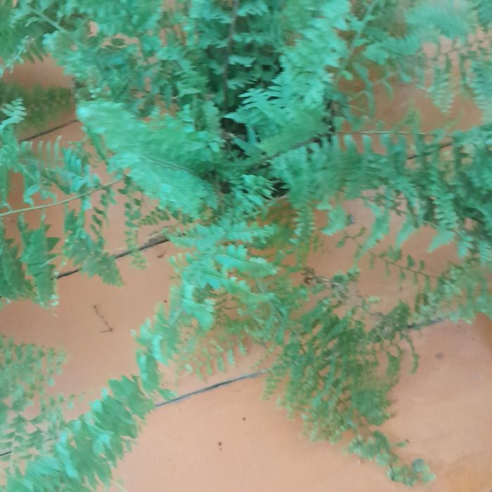 Папоротники  пушистые