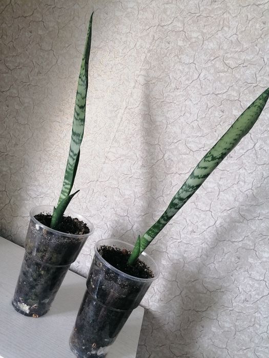 Молодые комнатные растения