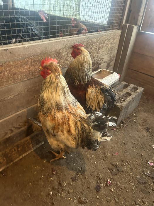 Продаются петухи молодые