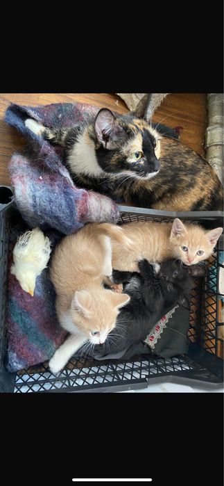 Отдам котят в дотрые руки, все мальчики, ходят только в лоток