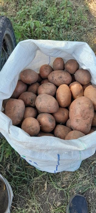 Продаю домашний картофель.