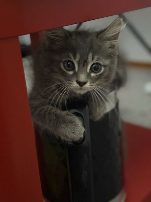 Отдам котят в добрые руки