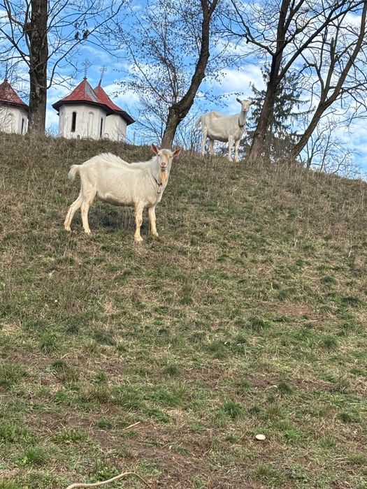 Vând țap rasa sanen