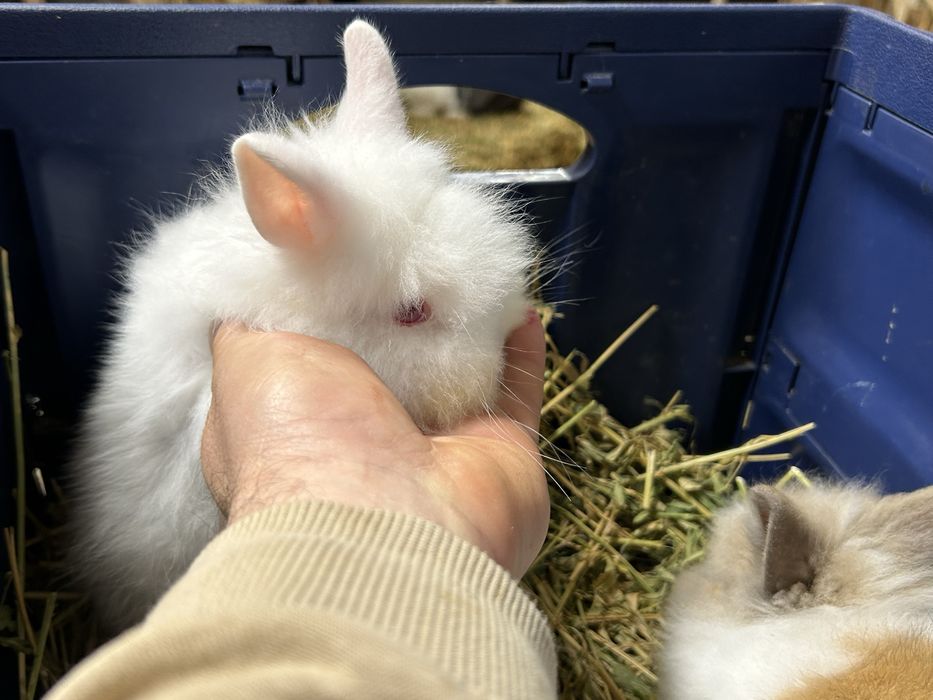 Vand cap de leu pitic