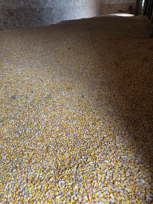 Vand Porumb - graunte de buna calitate