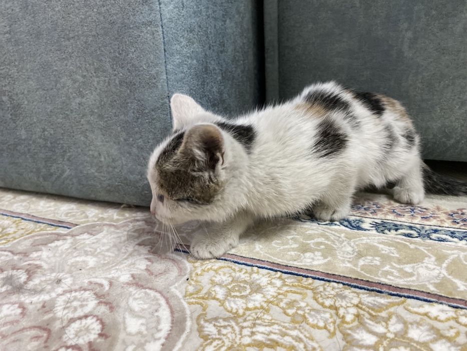 Отдам в добрые руки