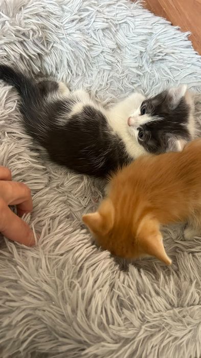 Отдам котят бесплатно