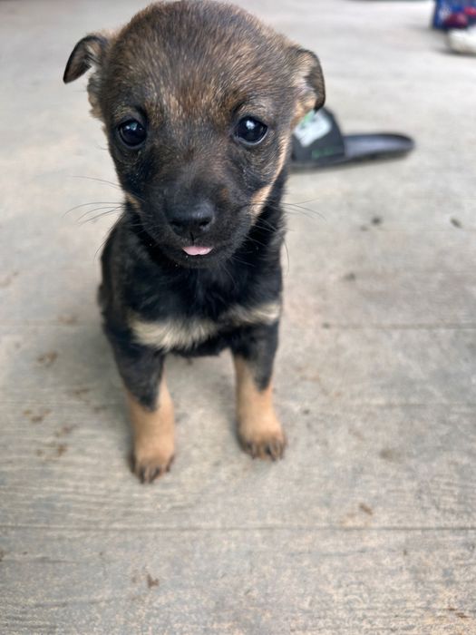 Кучета на 50 дни мъжки и женски смесица между пинчер и чихуахуа