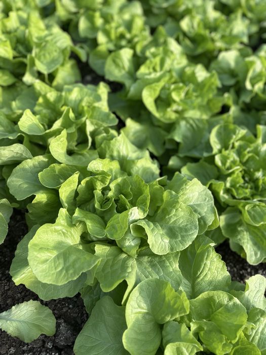 Salata verde de vanzare