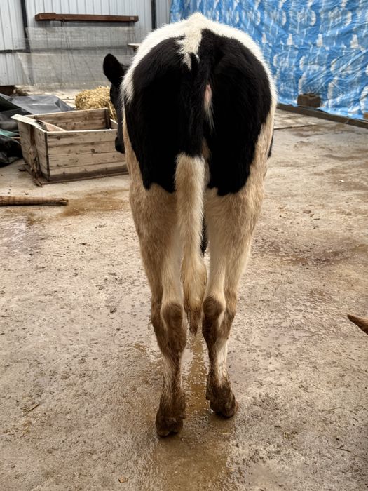 Тозза Расиски Гонажин сотилади