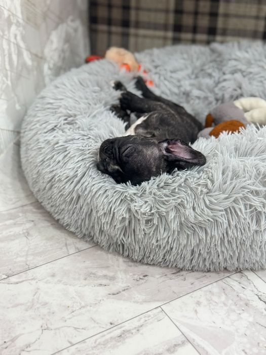 Продам Щенка французский бульдог