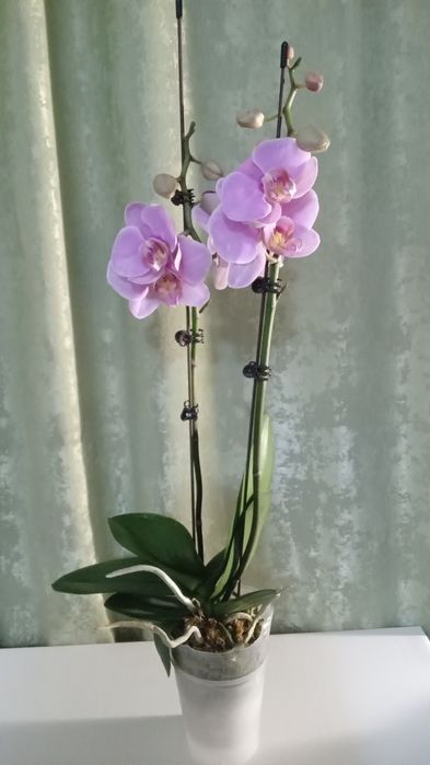 Шикарная орхидея фаленопсис