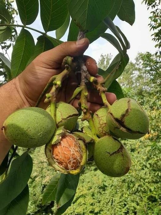 YONGʻOQ Kuchatlari sotiladi 6 xil  xosilga kirgan oq magʻiz sortlar