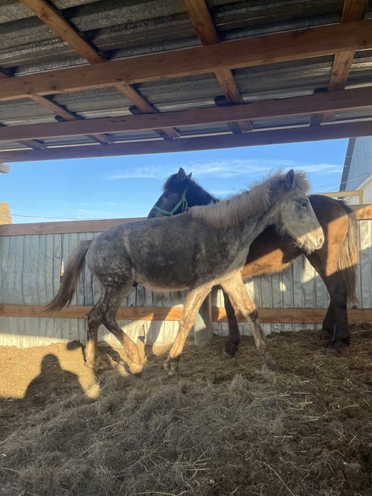Тай сатылады еркек