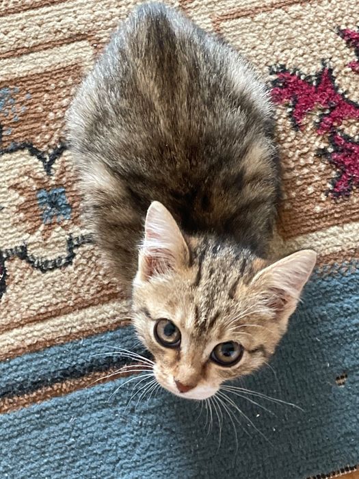 Милая девочка котёнок