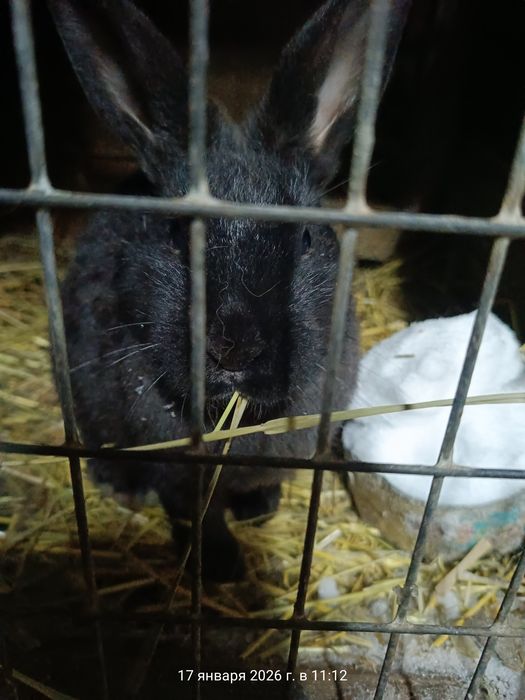 Продам кроликов!!!