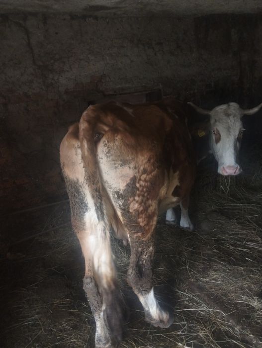 Vând vacă bălțată românească gestantă in luna a șasea.