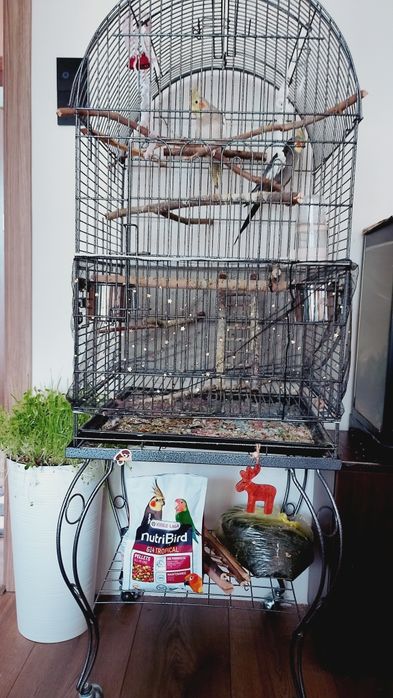 Папагали Корели..