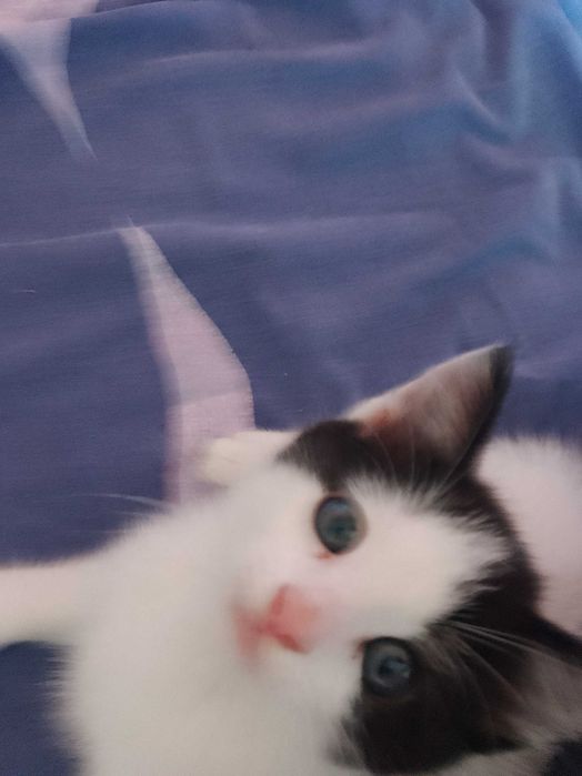 Подарявам малко котенце