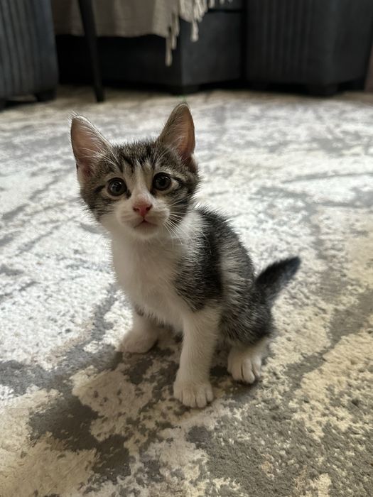 Котёнок(мальчик) ищет любящую семью