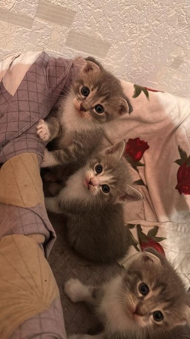 Отдам котят в хорошие руки
