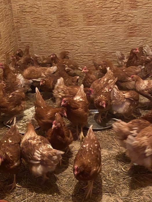 Продам красные куры