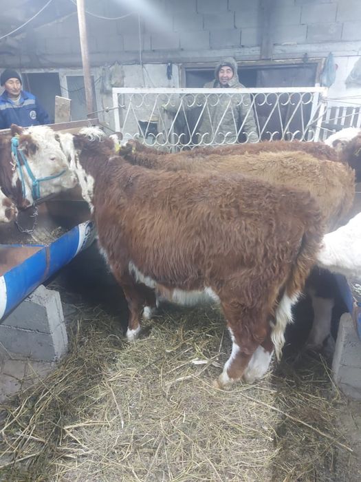 Продам подсосы телочки