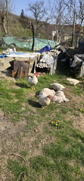 Italiana perlat(lavanda)
