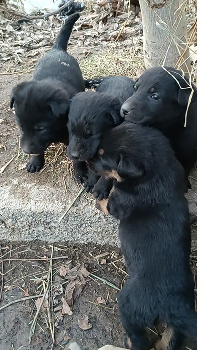 Срочно продам щенков овчарка