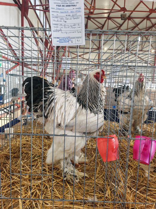 Vind oua ptr incubat