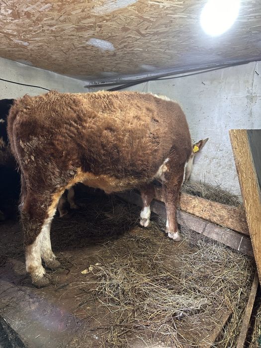 Молодняк на откорме