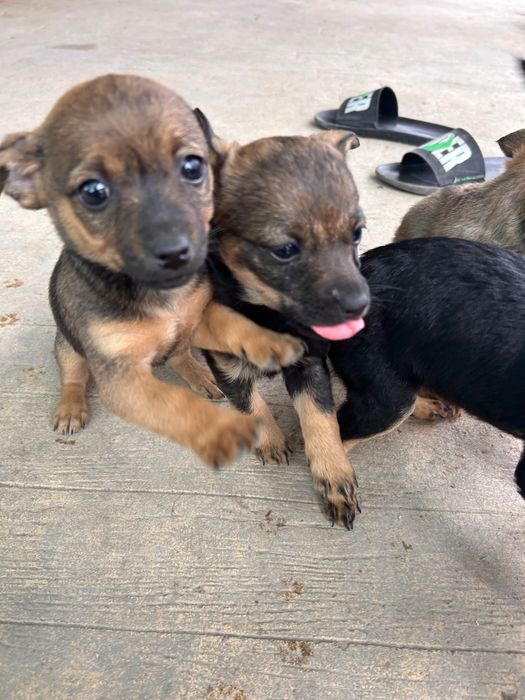 Кучета на 50 дни мъжки и женски смесица между пинчер и чихуахуа