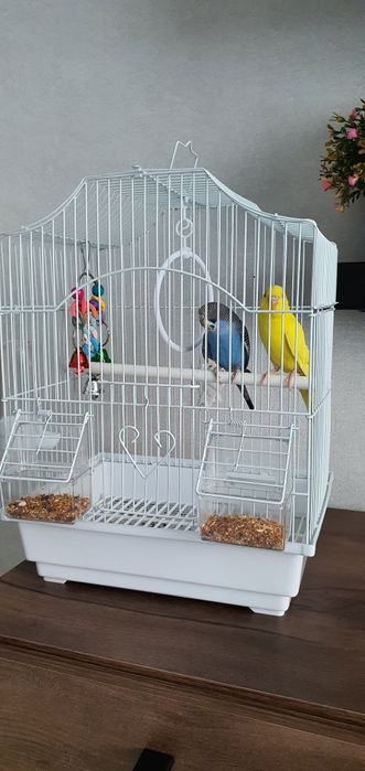 Пара Волнистых попугаев