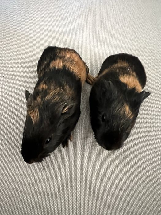 Porcusori de Guineea