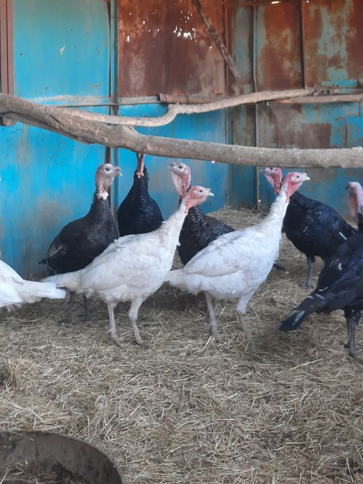 Продам домашних индюков