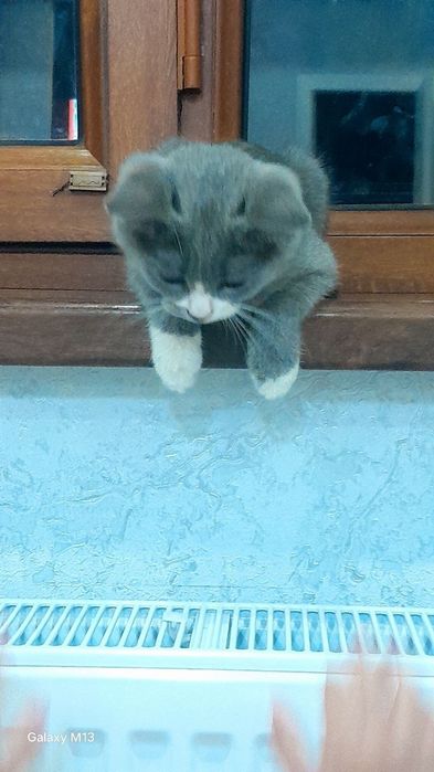 Кошка девочка красавитца