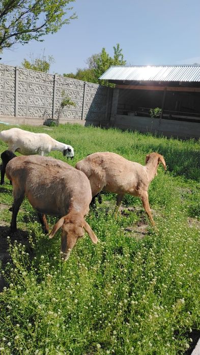 Продам Баранов хороших