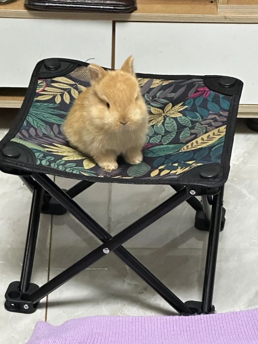 200.000 so‘mdan minik quyonchalar!
Farzandingiz uchun tirik do‘st!