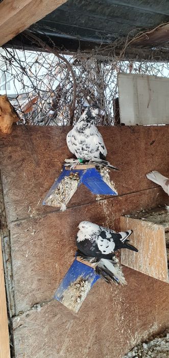 Голуби бойные разных мастей